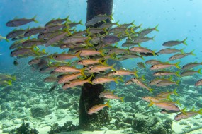 Bonaire 2024 - Nov-53