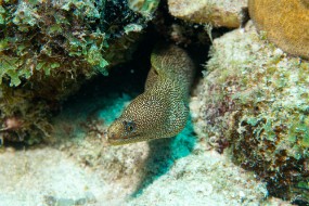 Bonaire 2024 - Nov-54