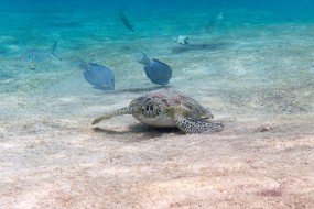 Bonaire 2024 - Nov-56