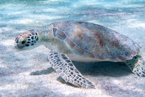 Bonaire 2024 - Nov-58