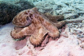 Bonaire 2024 - Nov-6