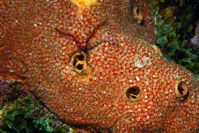 Bonaire 2024 - Nov-60