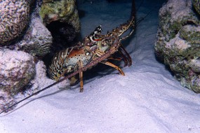 Bonaire 2024 - Nov-69