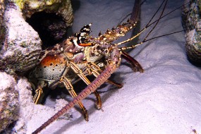 Bonaire 2024 - Nov-70