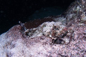 Bonaire 2024 - Nov-72