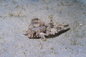 Bonaire 2024 - Nov-87