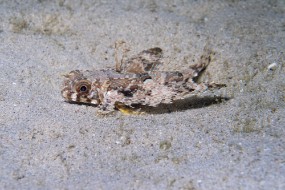 Bonaire 2024 - Nov-88