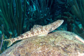Bonaire 2024 - Nov-89
