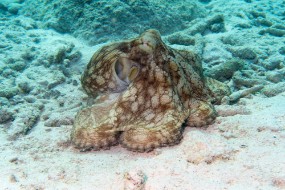 Bonaire 2024 - Nov-9