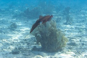 Bonaire 2024 - Nov-95