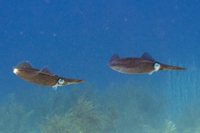 Bonaire 2024 - Nov-97