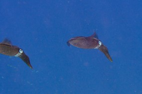 Bonaire 2024 - Nov-98