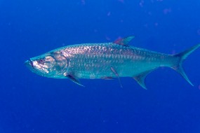 Bonaire 2024-105