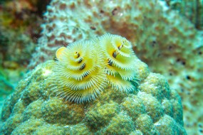 Bonaire 2024-109