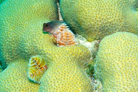 Bonaire 2024-114