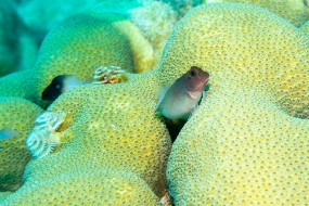 Bonaire 2024-116