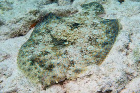 Bonaire 2024-122
