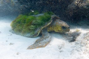 Bonaire 2024-127