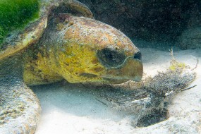 Bonaire 2024-132