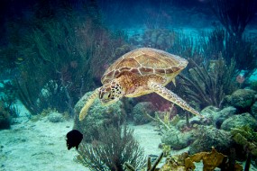 Bonaire 2024-139