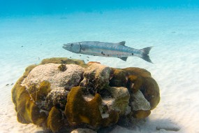 Bonaire 2024-141