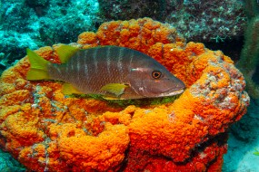 Bonaire 2024-143
