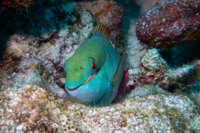 Bonaire 2024-146