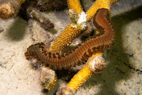 Bonaire 2024-157