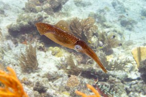 Bonaire 2024-16