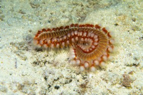Bonaire 2024-160