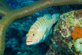 Bonaire 2024-171