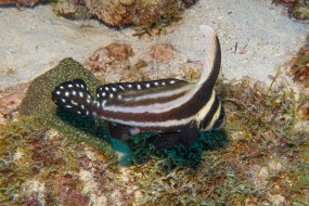 Bonaire 2024-175
