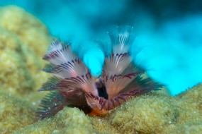 Bonaire 2024-176