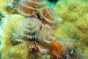 Bonaire 2024-177