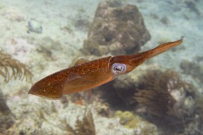 Bonaire 2024-18