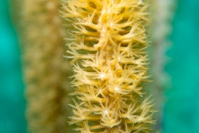 Bonaire 2024-180