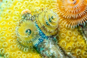 Bonaire 2024-181