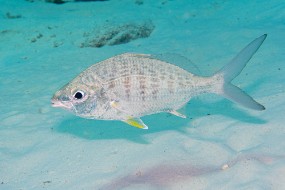 Bonaire 2024-183