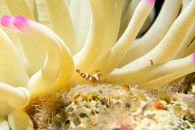 Bonaire 2024-36