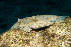Bonaire 2024-39