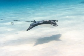 Bonaire 2024-40