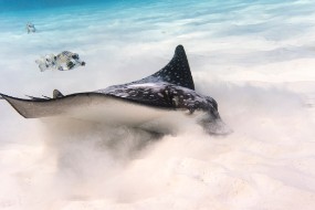 Bonaire 2024-44
