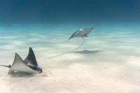 Bonaire 2024-47