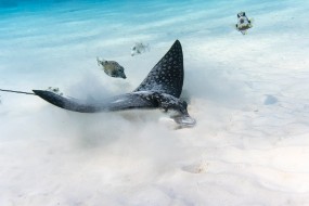 Bonaire 2024-48