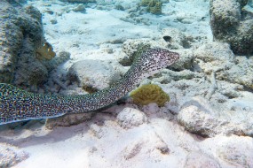 Bonaire 2024-5