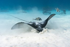 Bonaire 2024-52