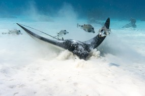 Bonaire 2024-53