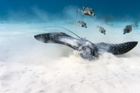 Bonaire 2024-54