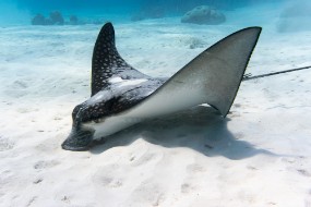 Bonaire 2024-61