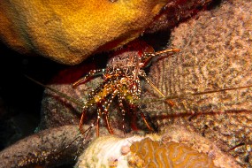 Bonaire 2024-74